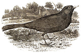 Liber Avium